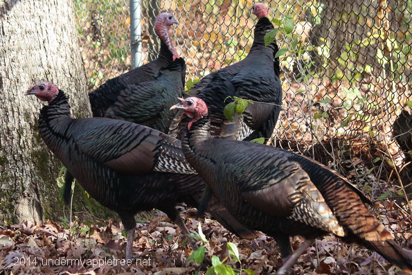WildTurkey-Flock
