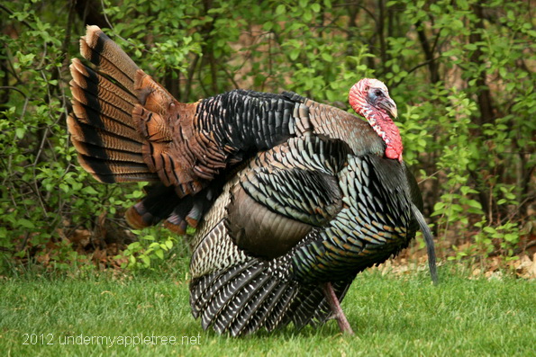 WildTurkey