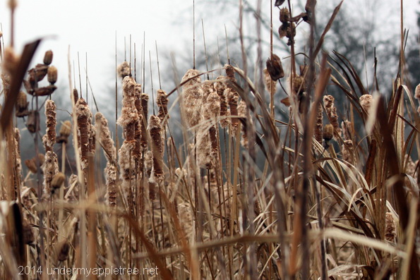 Winter Prairie