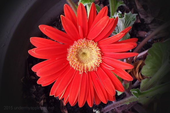 Gerbera Daisy