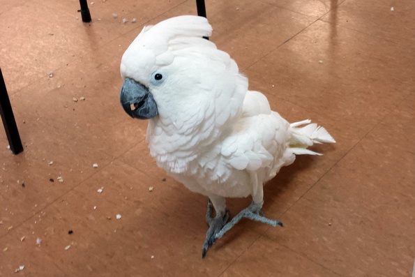 Harley-Cockatoo_101613