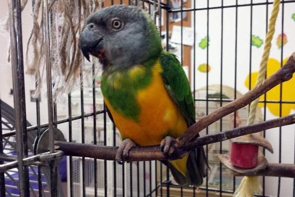 Wilber-Senegal_124035