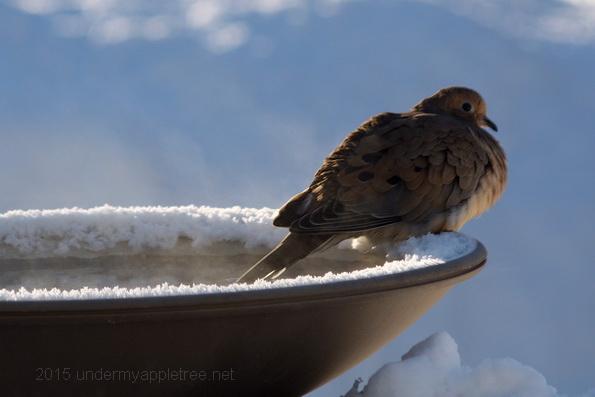 Mourning Dove