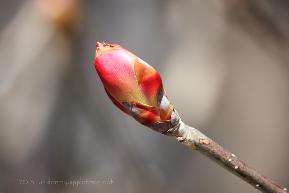 BudBurst