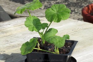 GeraniumCuttings_IMG_1276