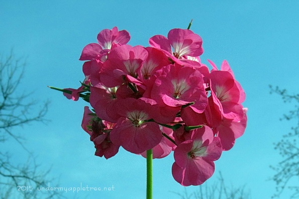PinkGeranium_IMG_1269