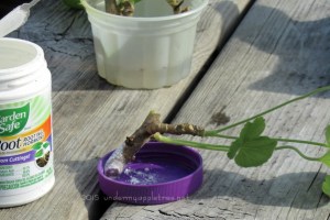 RootingGeraniums_IMG_1286