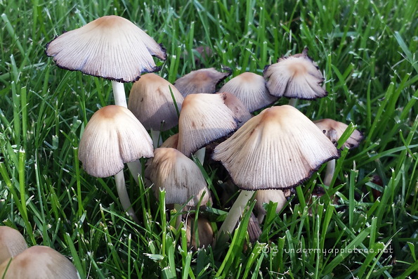 Mushrooms_171836