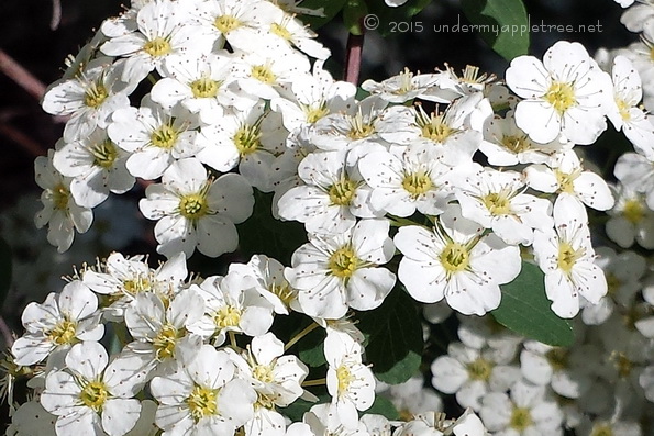 Spirea