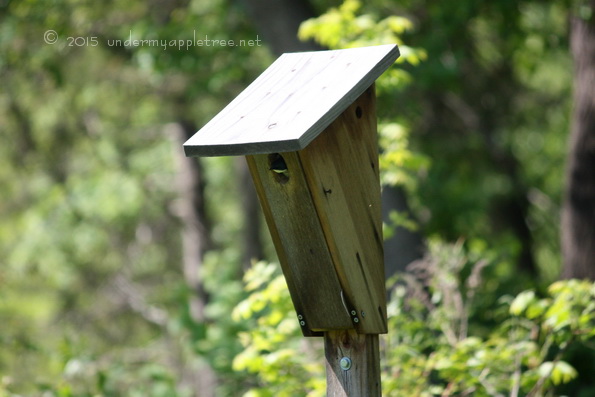 TreeSwallowNestbox_IMG_4257