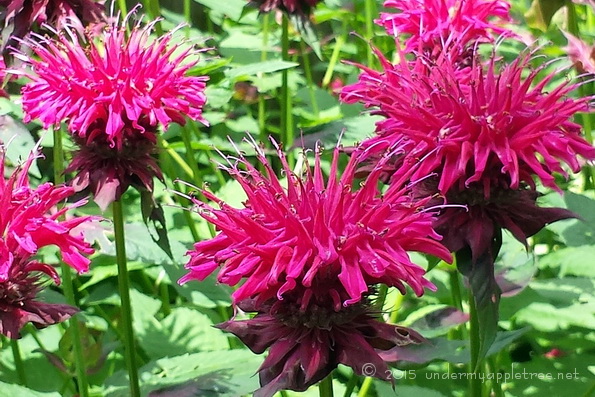 Bee Balm