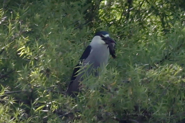 Black-crowned Night Heron