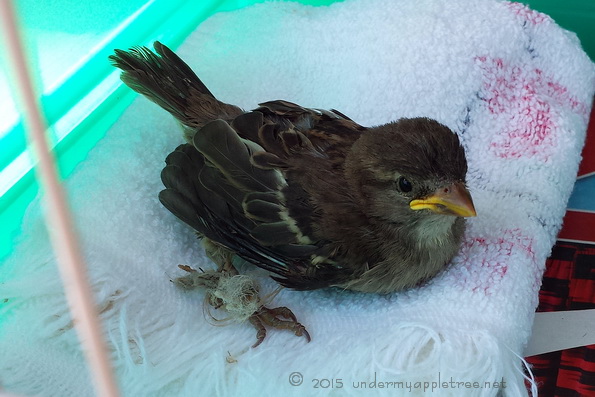 FledglingSparrow_161026