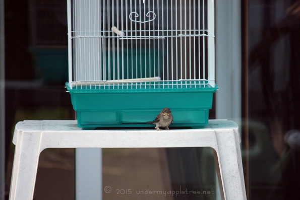 FledglingSparrow_IMG_4443