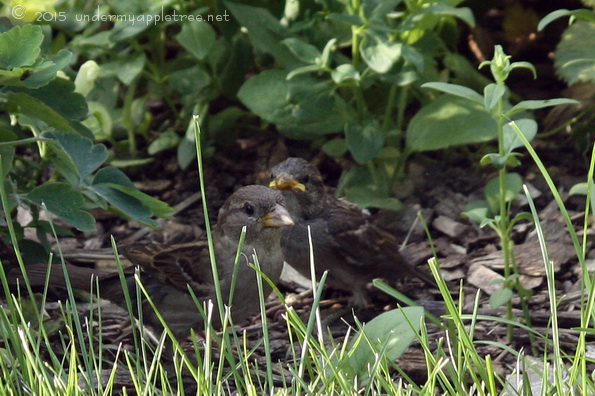 FledglingSparrow_IMG_4475