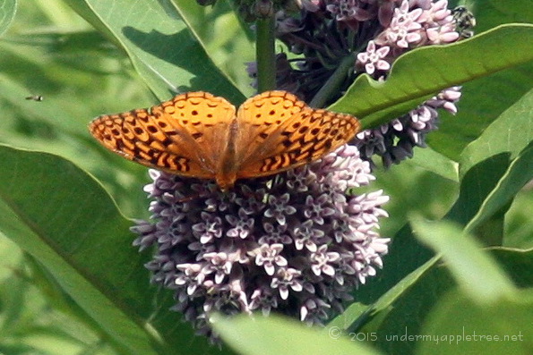 Fritillary Butterfly-sml_4514