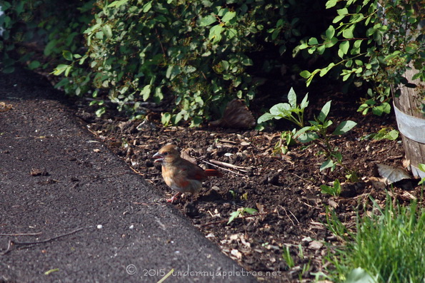JuvenileCardinal-2_IMG_4570