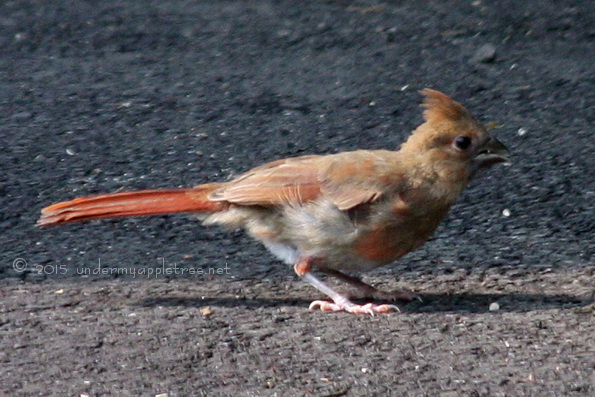 JuvenileCardinal_IMG_4565