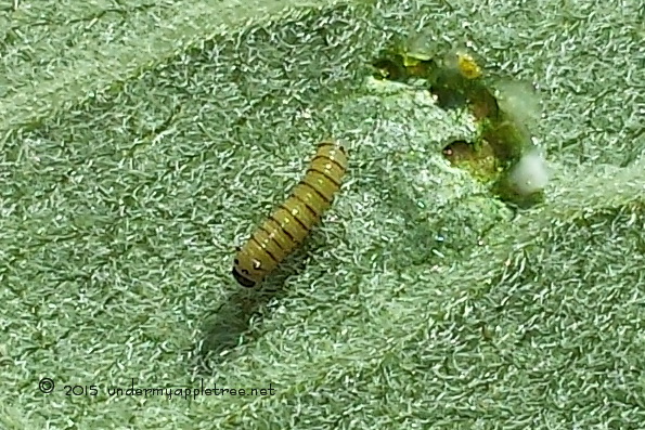 Monarch Caterpillar Hatchling