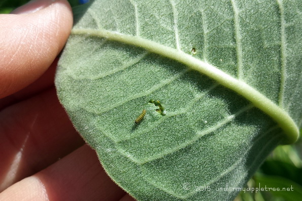 Monarch Caterpillar Hatchling