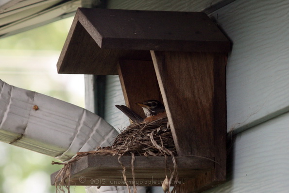 Female Robin on nesting shelf