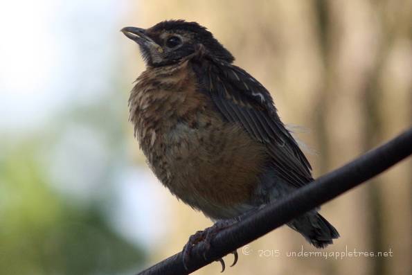 Fledgling Robin