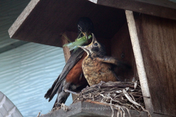 Robin on nest