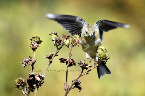 Goldfinch_IMG_0052
