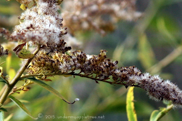 Goldenrod-detail_IMG_5022