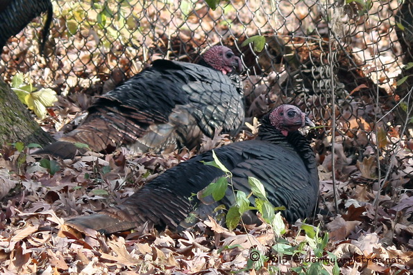 The turkeys conferred and decided it was safer to lay low until after Thanksgiving Day.
