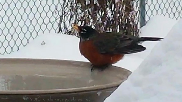 Robin-birdbath