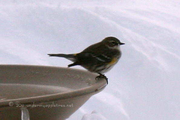 Yellow-Rumped Warbler
