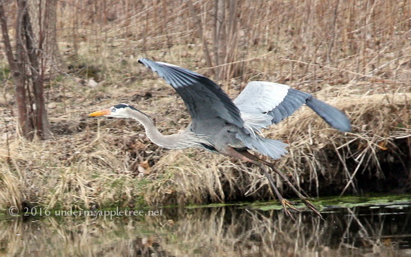 GreatBlueHeron_IMG_5159