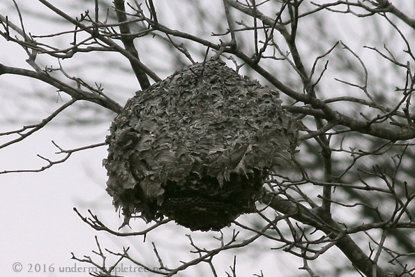 HornetsNest_IMG_5150