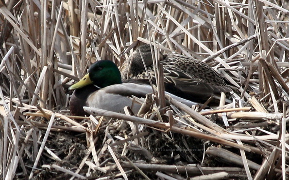 Mallards-cropped_IMG_5112