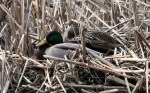 Mallards-cropped_IMG_5112
