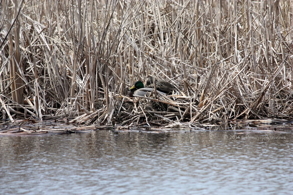 Mallards_IMG_5112