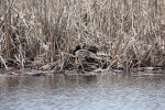Mallards_IMG_5112