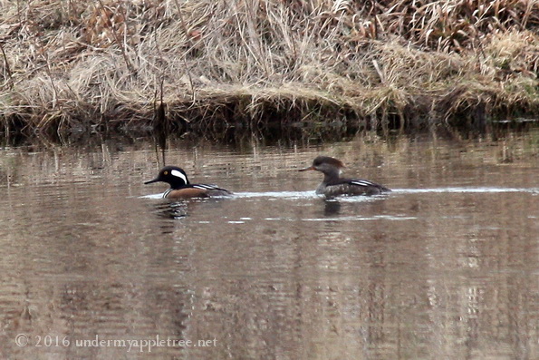 Mergansers_IMG_5129
