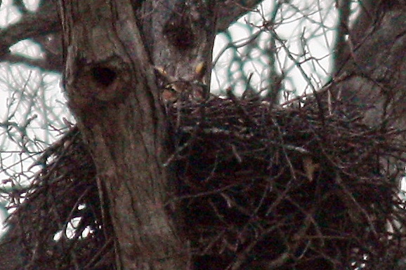 OwlNest_IMG_5126