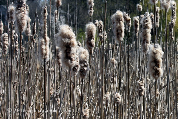 CatTails