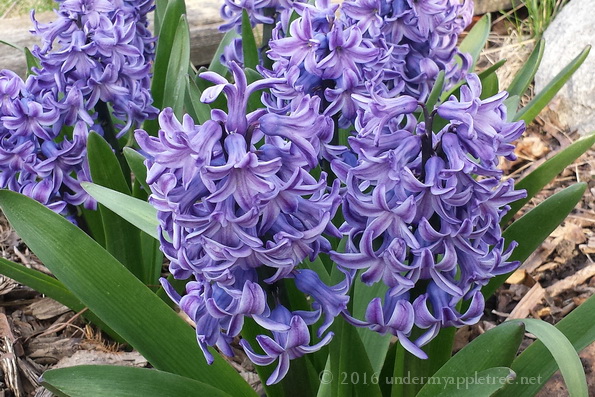 Hyacinths_20160424_180036