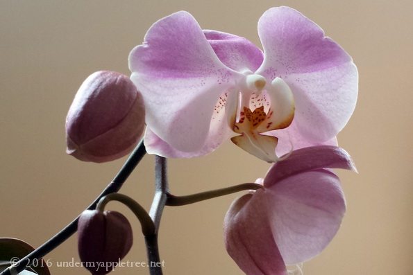 Orchid