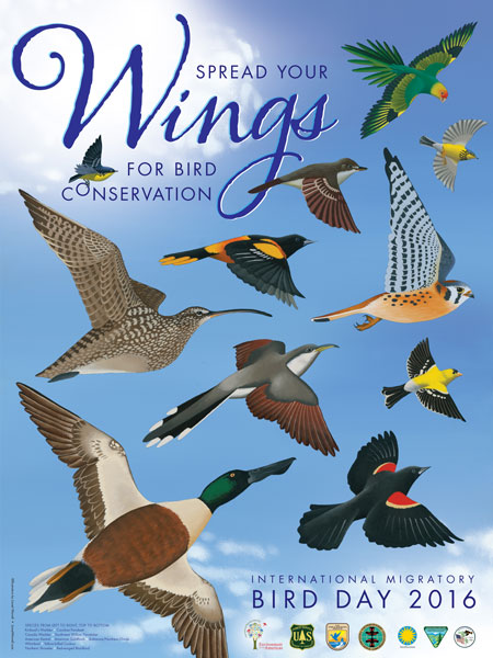 International Migratory Bird Day 2016