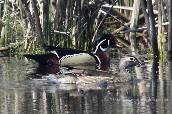 WoodDucks_IMG_5245