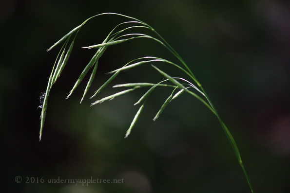 PrairieGrass_IMG_5428