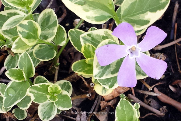 VincaVine_20160527_194056