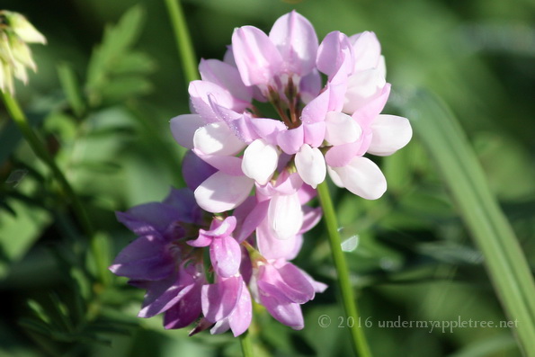 WildflowerPink_IMG_5459