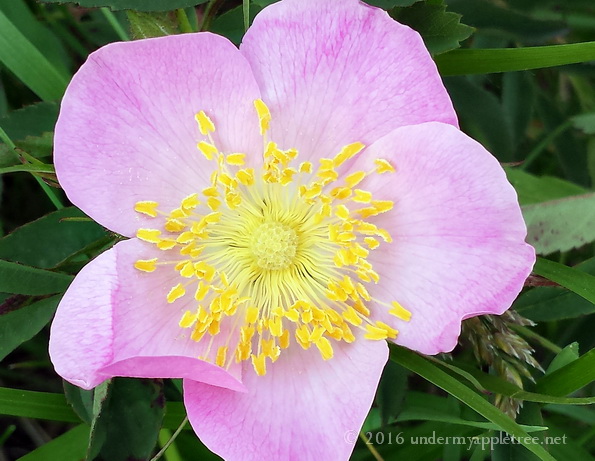 WildGeranium_20160607_085457