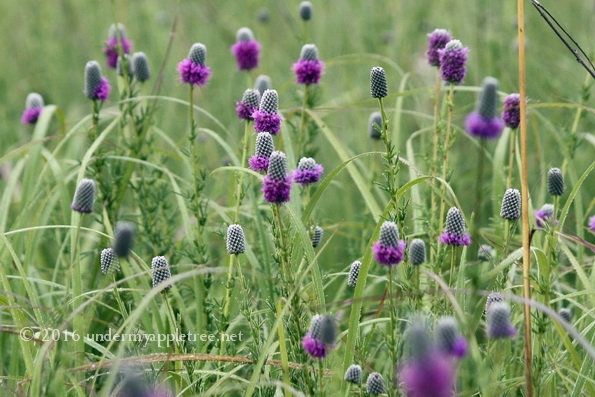 PrairieClover_IMG_5537